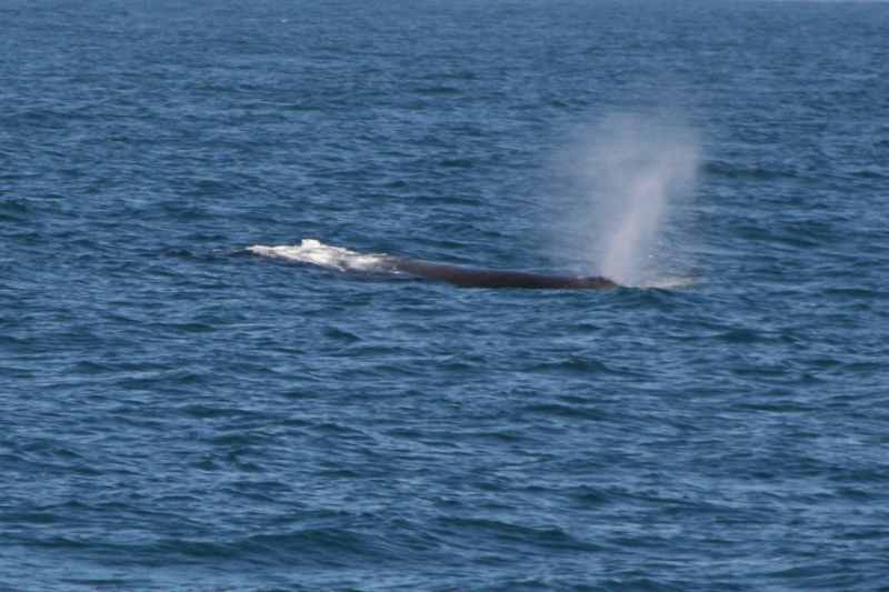 Nieuw-Zeeland 2011 - 1232